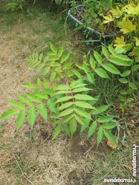 Plant de Sumac  de Virginie 4 Goussainville (95)