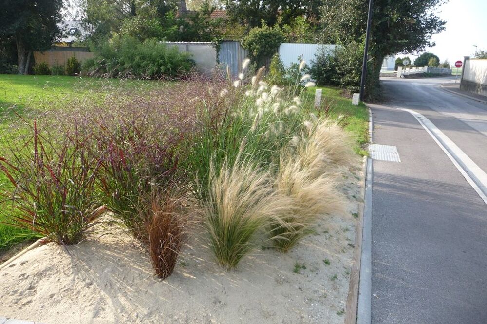 Panicum rouge, cheveux d'ange, carex bronze Jardin
