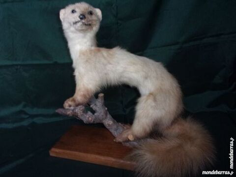 Fouine Empaille Monte Sur Branche Et Socle 30 Saint-Nizier-sous-Charlieu (42)