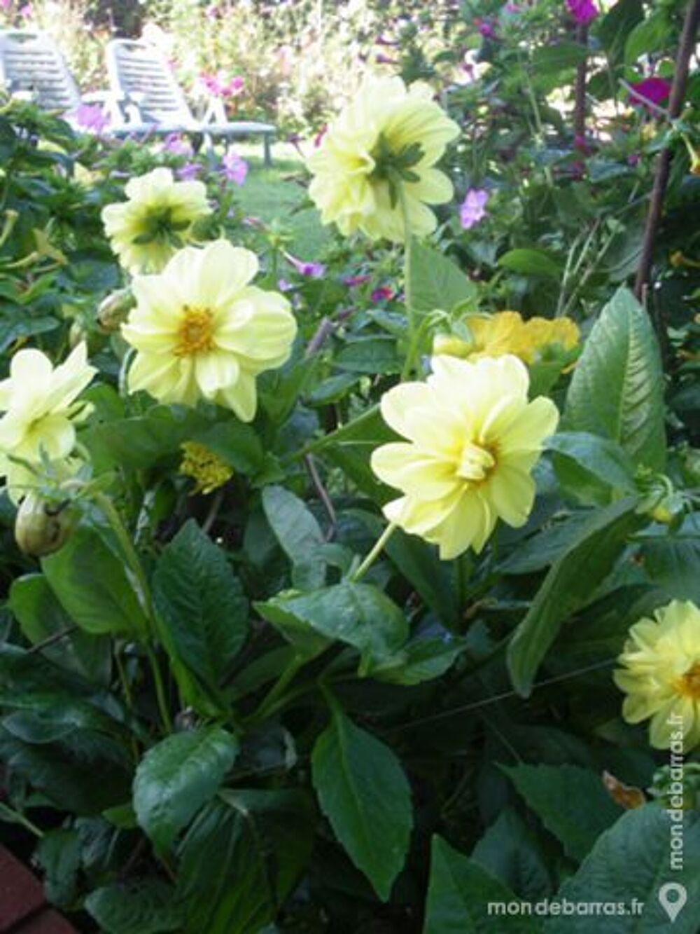 Graines de fleur de dahlia Jardin