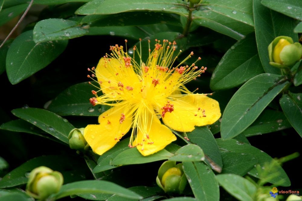 plants de illepertuis Jardin