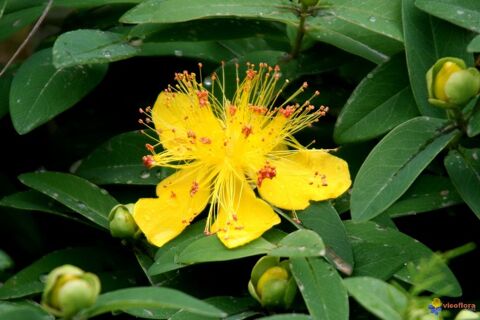 plants de illepertuis 1 Bellenaves (03)