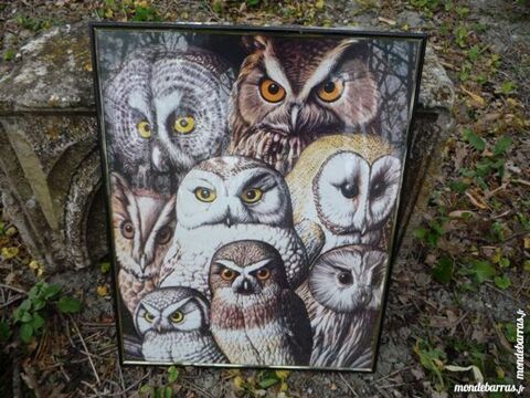 Poster chouette/hiboux/rapace 10 Castres (81)