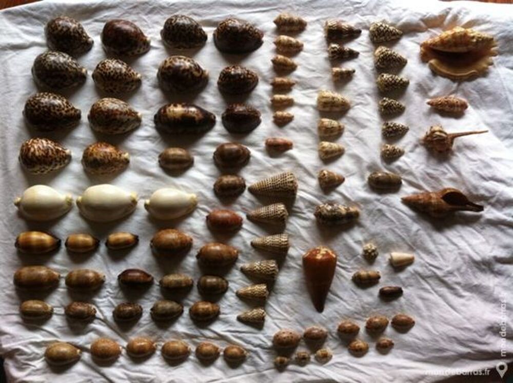 coquillages 