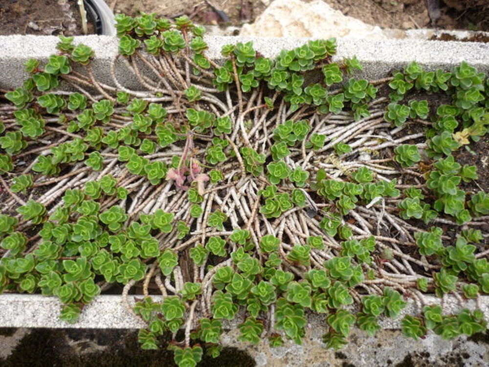 PLANT DE SUCCULENTES Jardin
