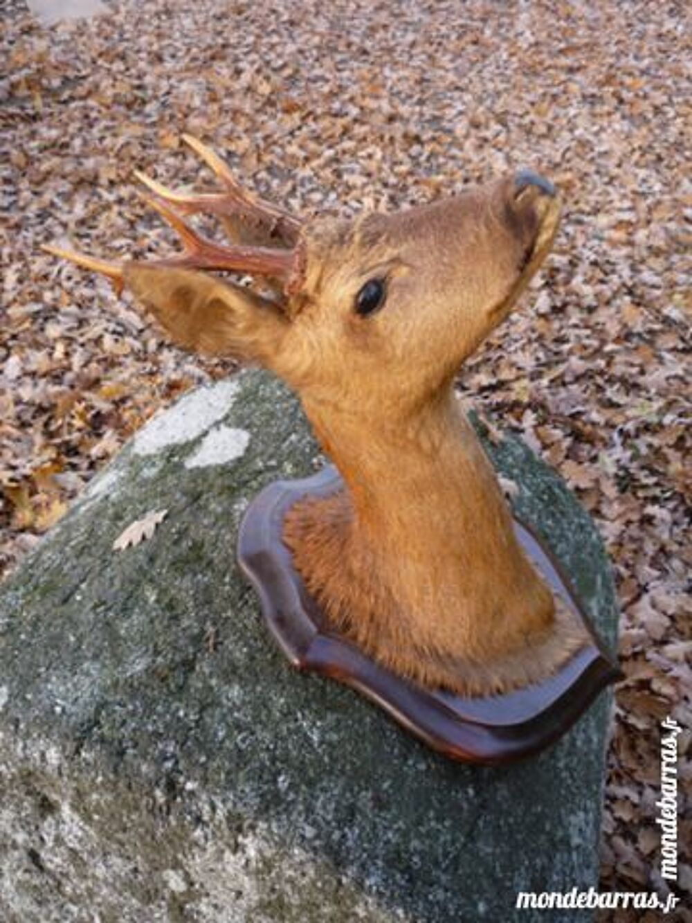 Chevreuil/cerf/naturalis&eacute;e/taxidermie Décoration