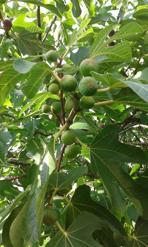 Figues fraiches 3 Amnville (57)