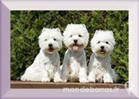   recherche un westie cesar ou un scottisch terrier 