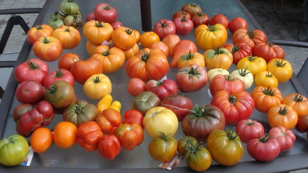 graines de tomates bio vieille vari&eacute;t&eacute;s Jardin