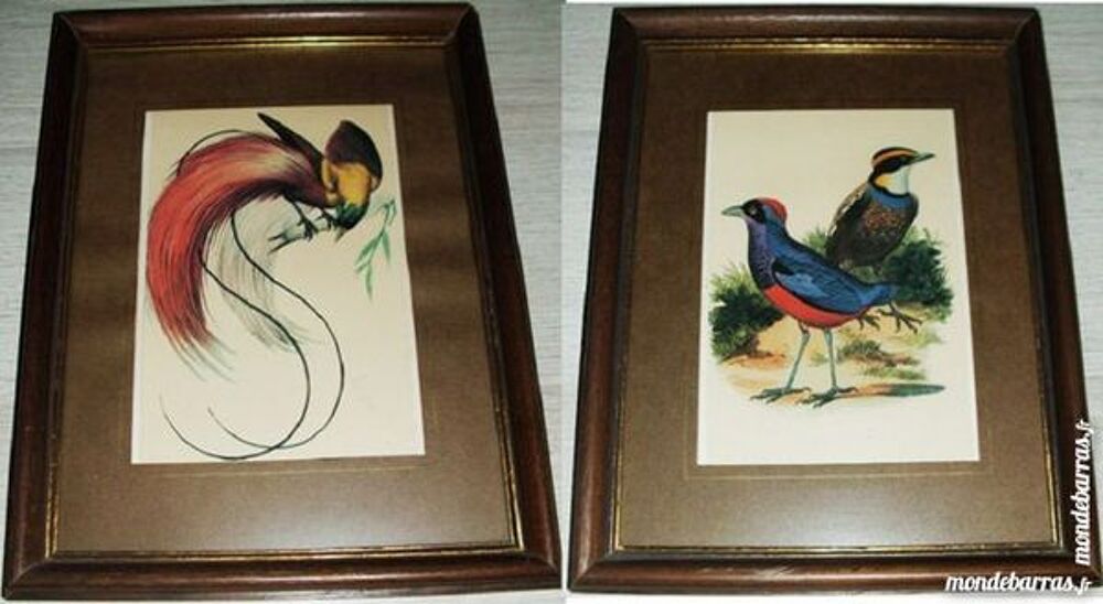 4 belles reproductions oiseaux tropicaux Dcoration