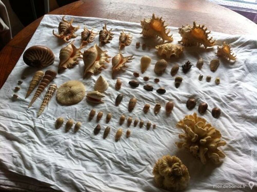coquillages 