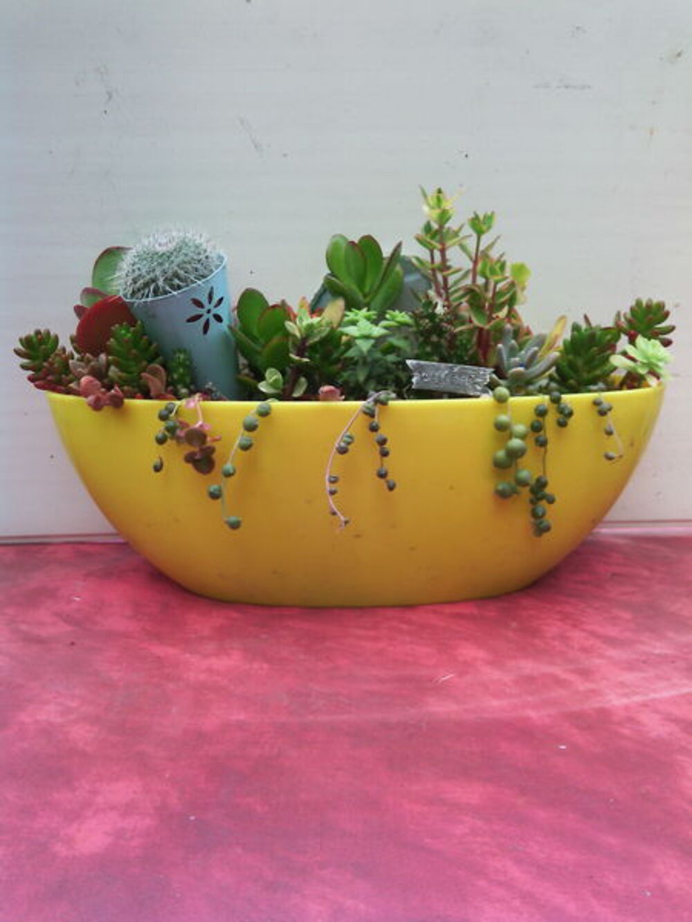 composition avec cactus Décoration