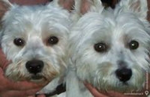   Splendide westie male de 1 an dispo pour saillie 