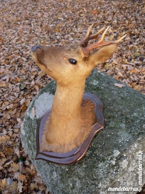 Chevreuil/cerf/naturalisée/taxidermie 125 Castres (81)
