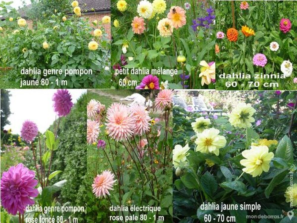 Graines de fleur divers Jardin