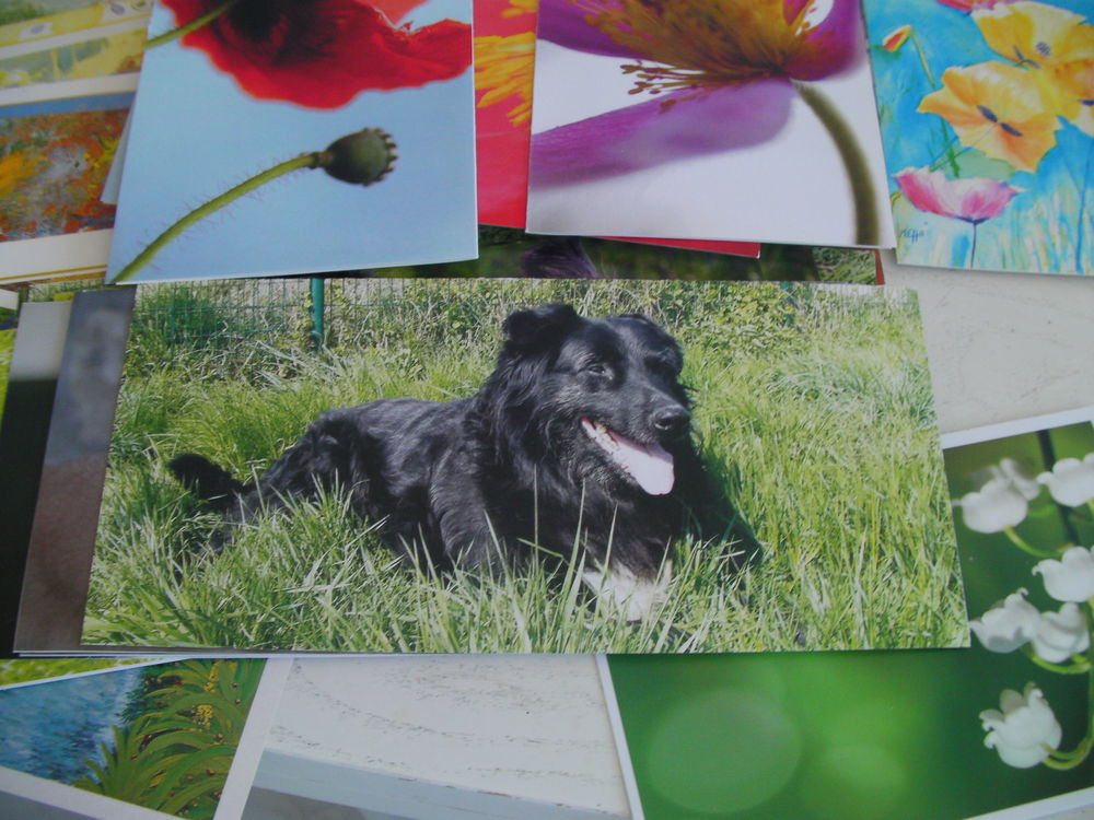 CARTES PAYSAGES, FLEURS, ANIMAUX 