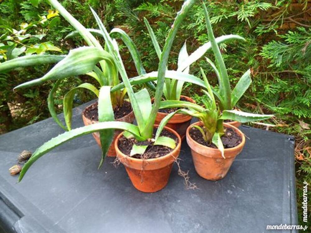 AGAVE AMERICANA Jardin