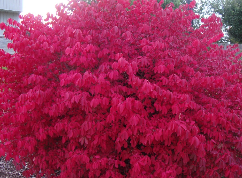 euonymus alatus Jardin
