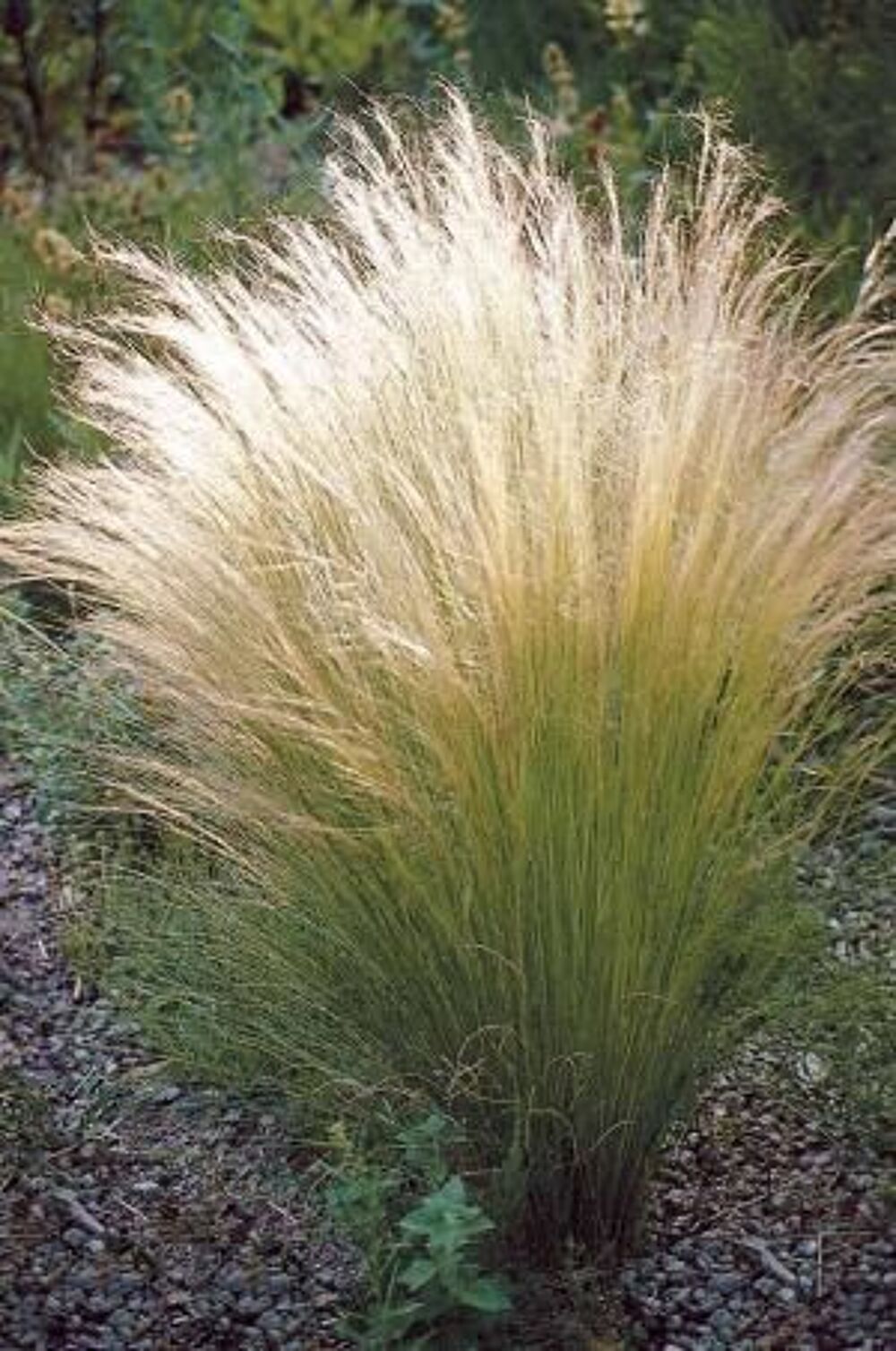 Panicum rouge, cheveux d'ange, carex bronze Jardin
