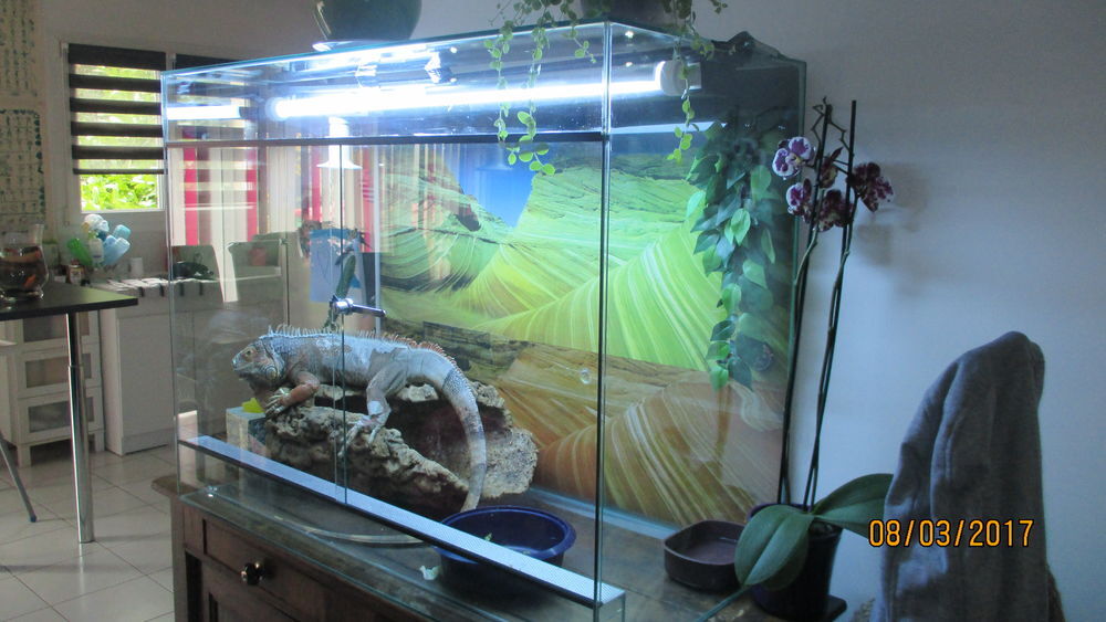 iguane vert + terrarium complet Jardin