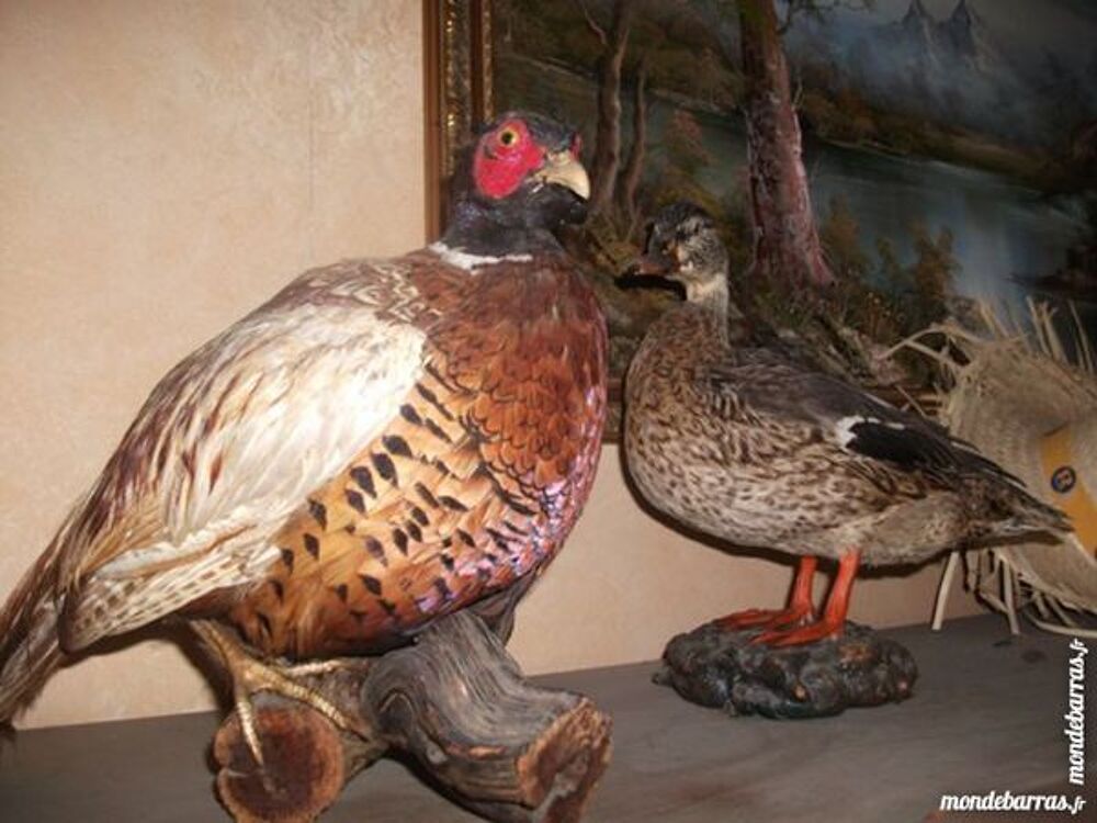 d&eacute;co de chasse Décoration