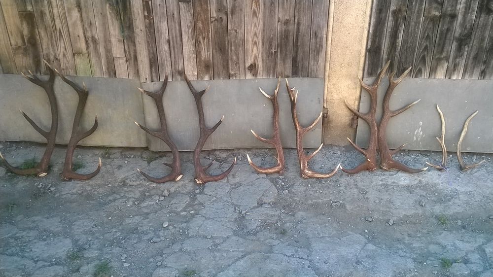 Bois de cerfs Décoration