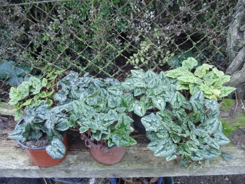 cyclamens de Naples ou des bois  2 Castelnaudary (11)