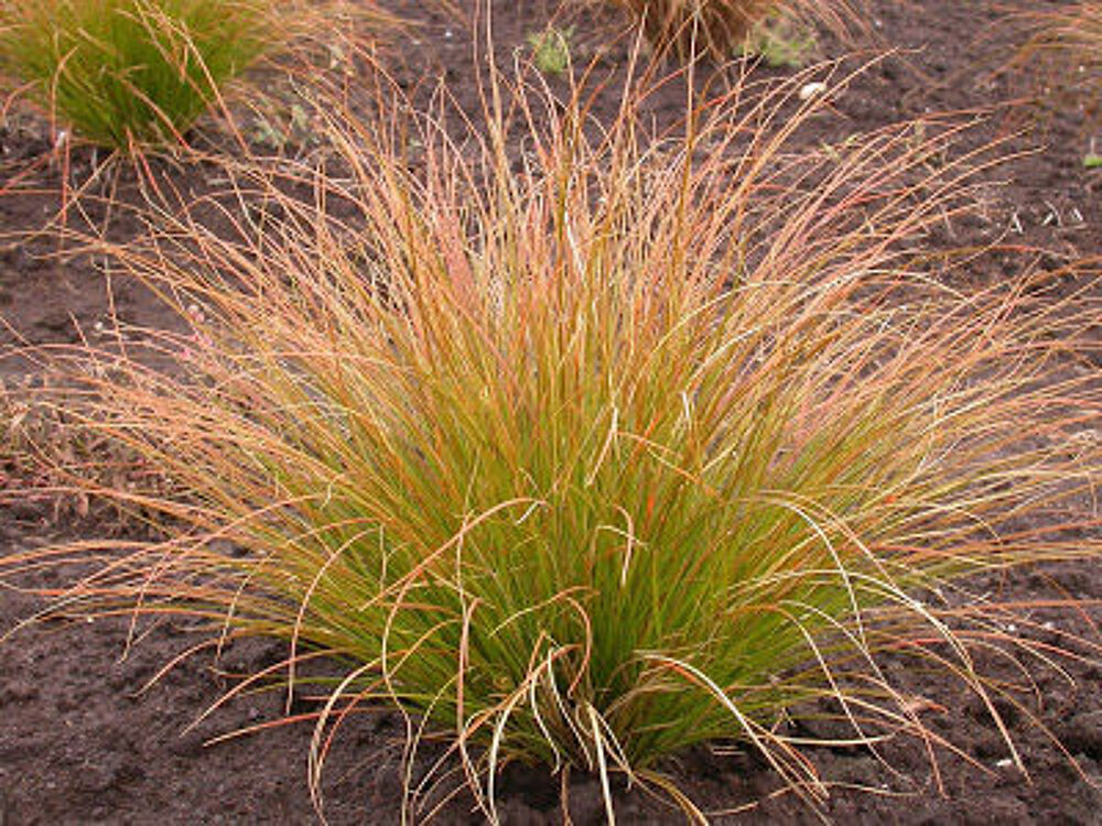 Panicum rouge, cheveux d'ange, carex bronze Jardin