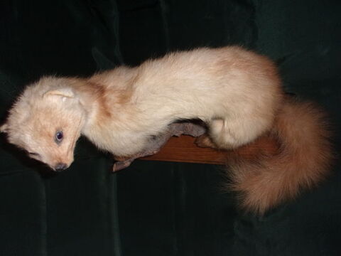 Fouine Empaille/Naturalise Sur Branche Et Socle En Bois 40 Saint-Nizier-sous-Charlieu (42)