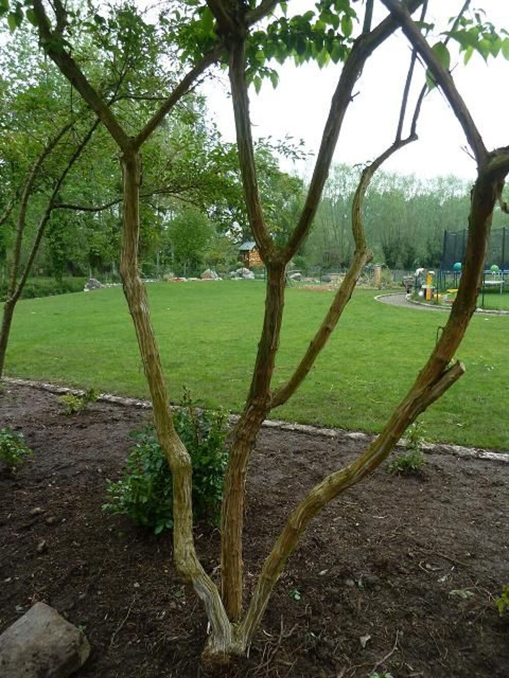 heptacodium Jardin