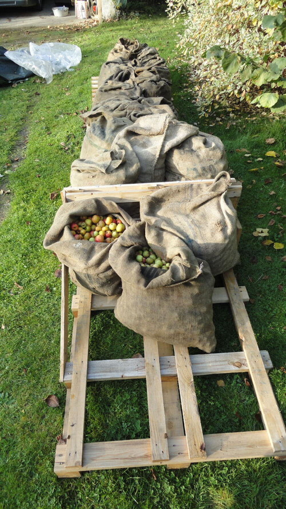 Pommes &agrave; cidre Jardin