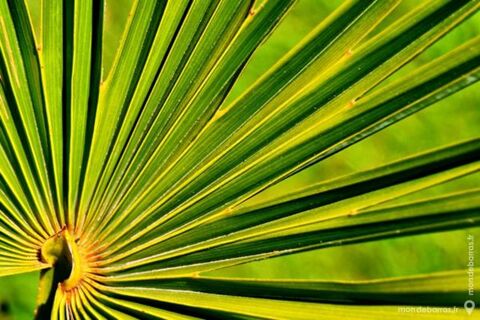 PHOTO POSTER A3 FEUILLE DE PALMIER 1 12 Saint-Paul-du-Vernay (14)