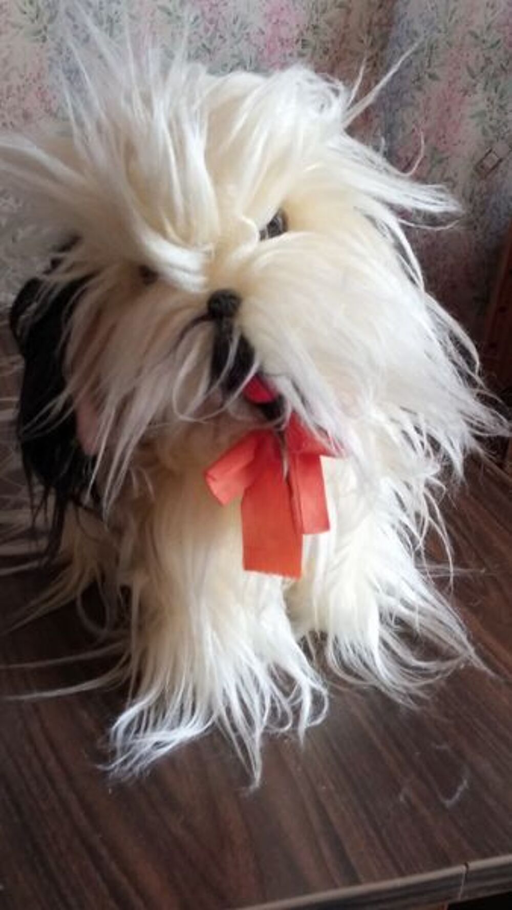 Peluche chien Jeux / jouets