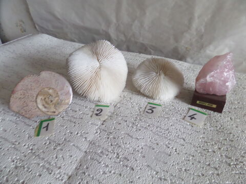 fossile AMMONITE roses de corail  quartz rose 10 Lyon 8 (69)