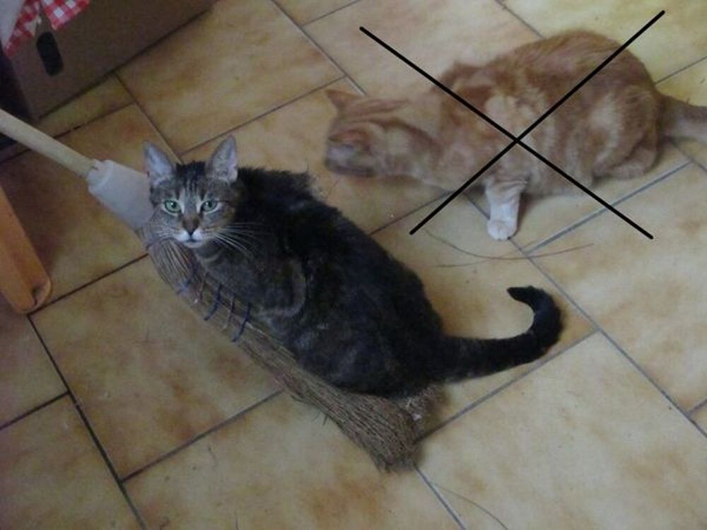   Chatte perdue à Calais 