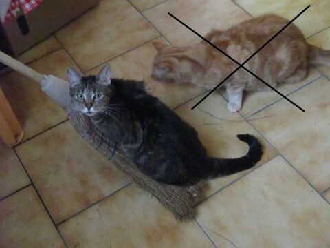 Chatte perdue à Calais 0 62100 Calais