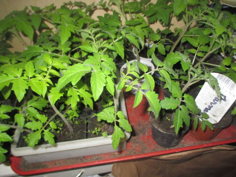 plants de tomate,0.50 1 Marcq-en-Ostrevent (59)