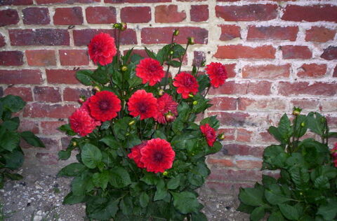 dahlias 13 Chevresis-Monceau (02)