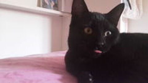   adoption 2 chatonnes de 5 mois 