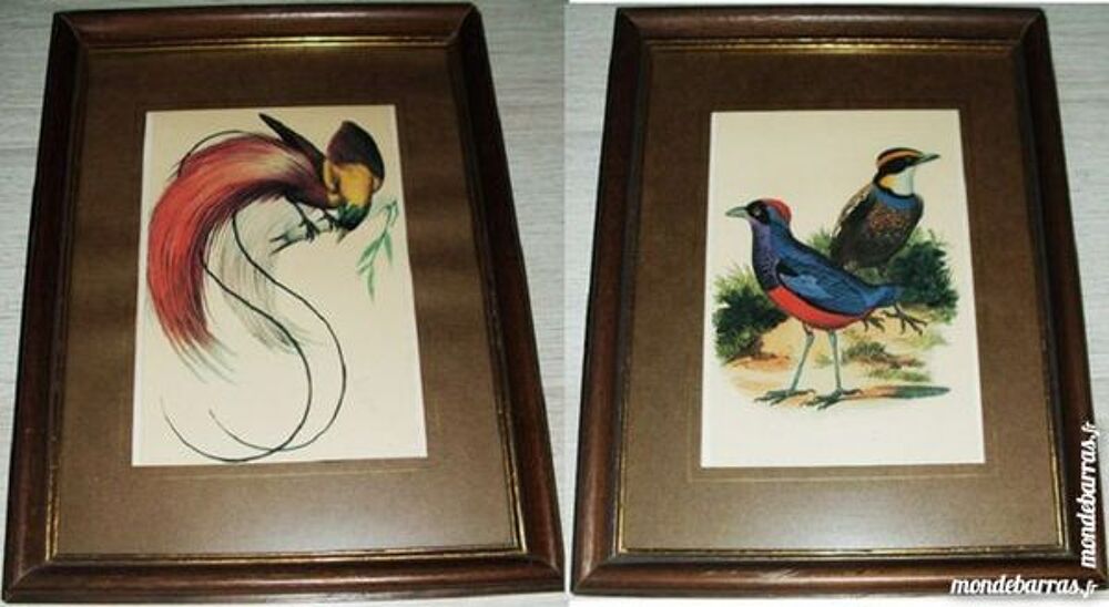 4 belles reproductions oiseaux tropicaux Décoration