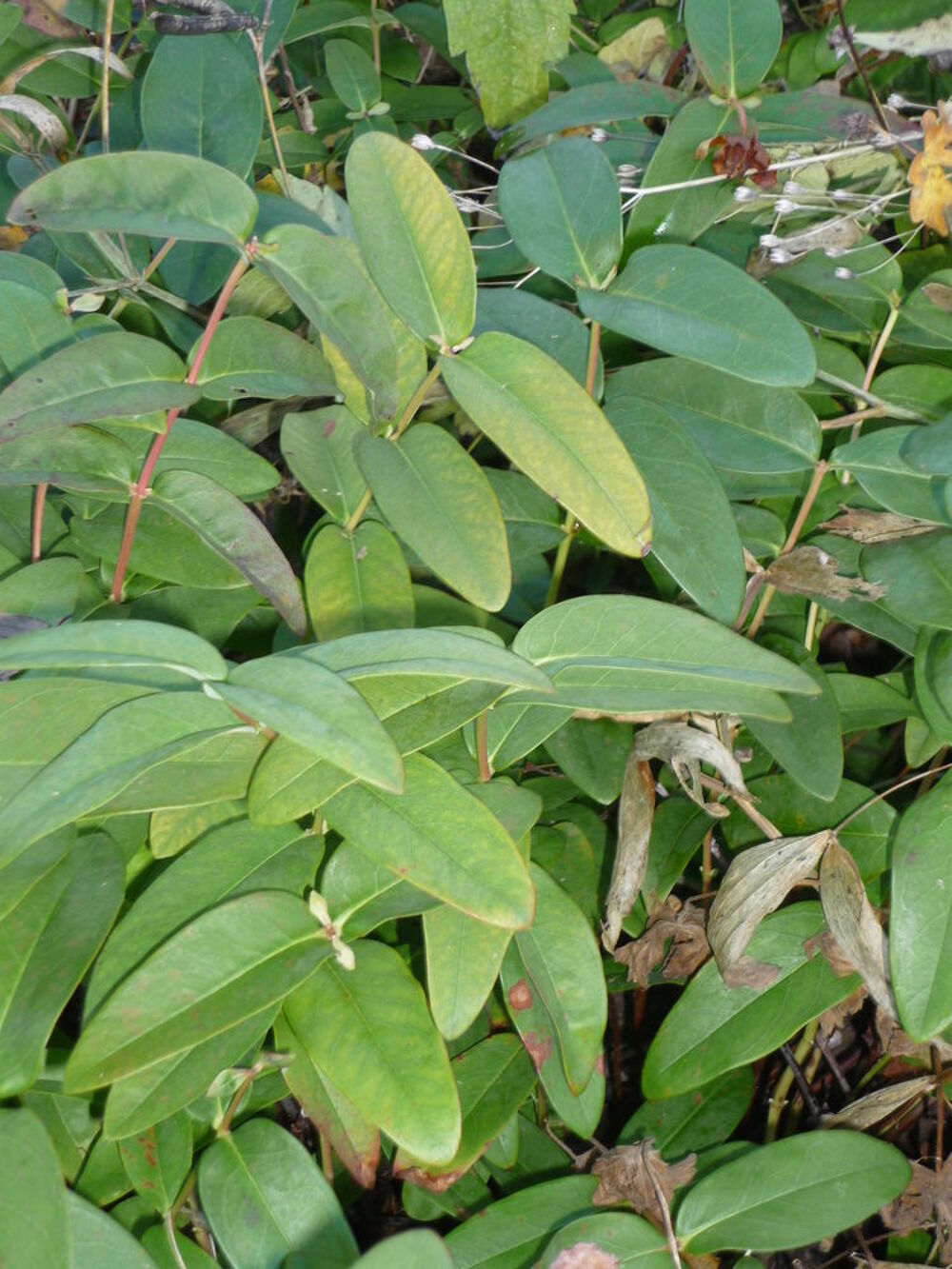 plants de illepertuis Jardin