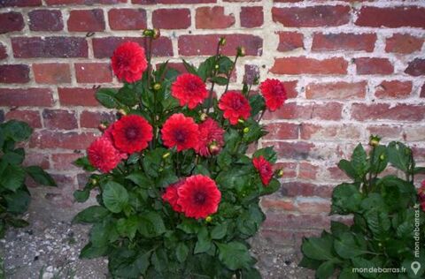 tubercules de dahlias 13 Chevresis-Monceau (02)