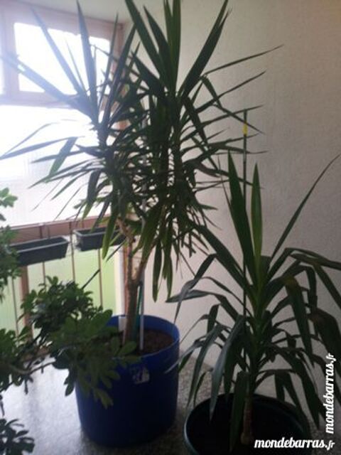 dragonier madagascar 70 Rillieux-la-Pape (69)