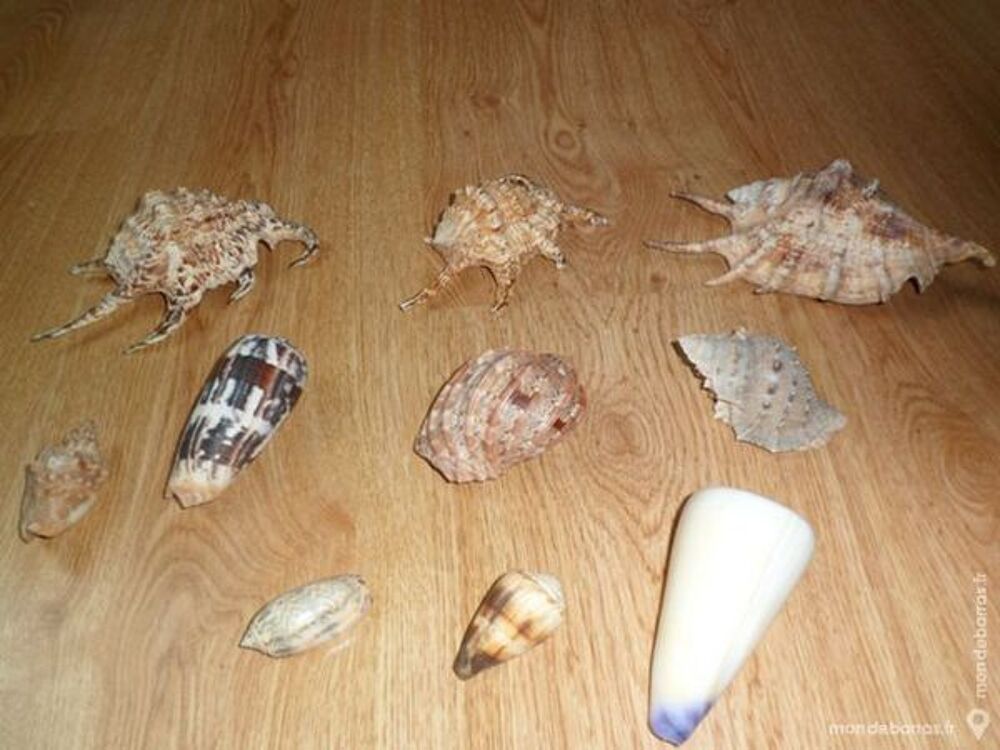 Collections de coquillages 