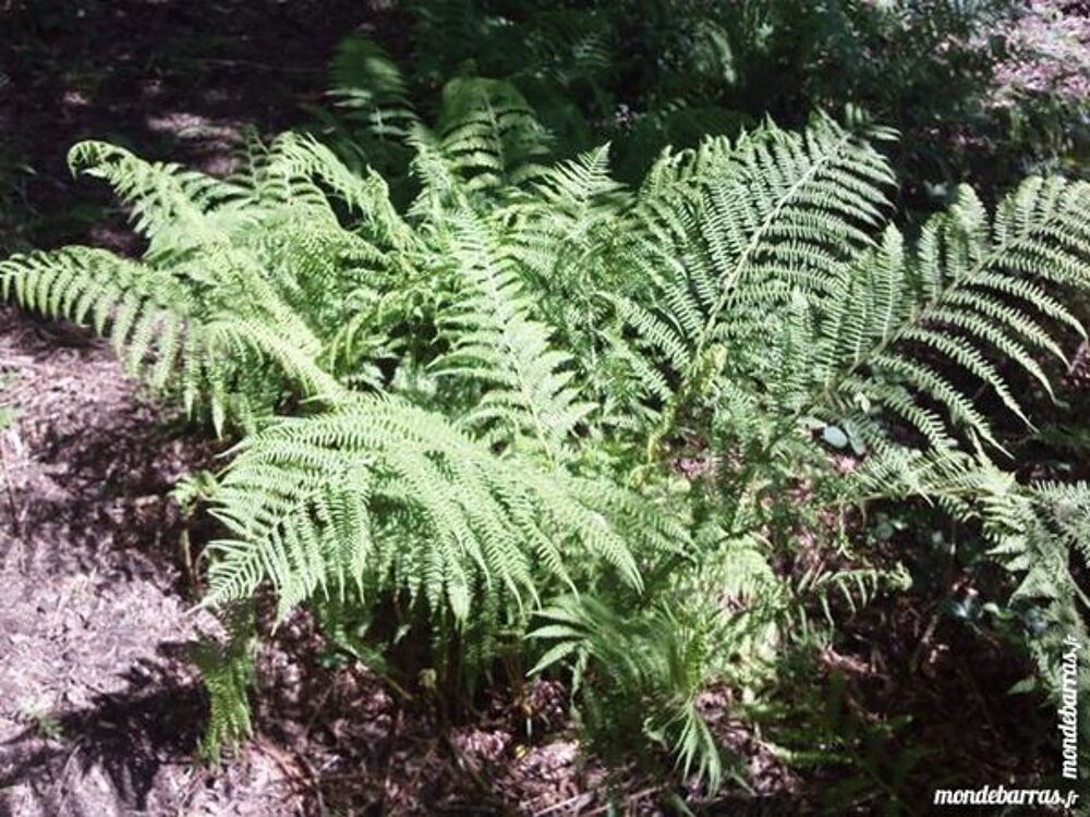Foug&egrave;res de jardin Jardin