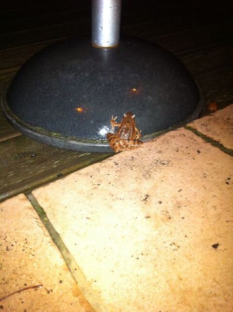 BUREAU TYPE MINISTRE ANNEE 50 0 Essertines-en-Chtelneuf (42)