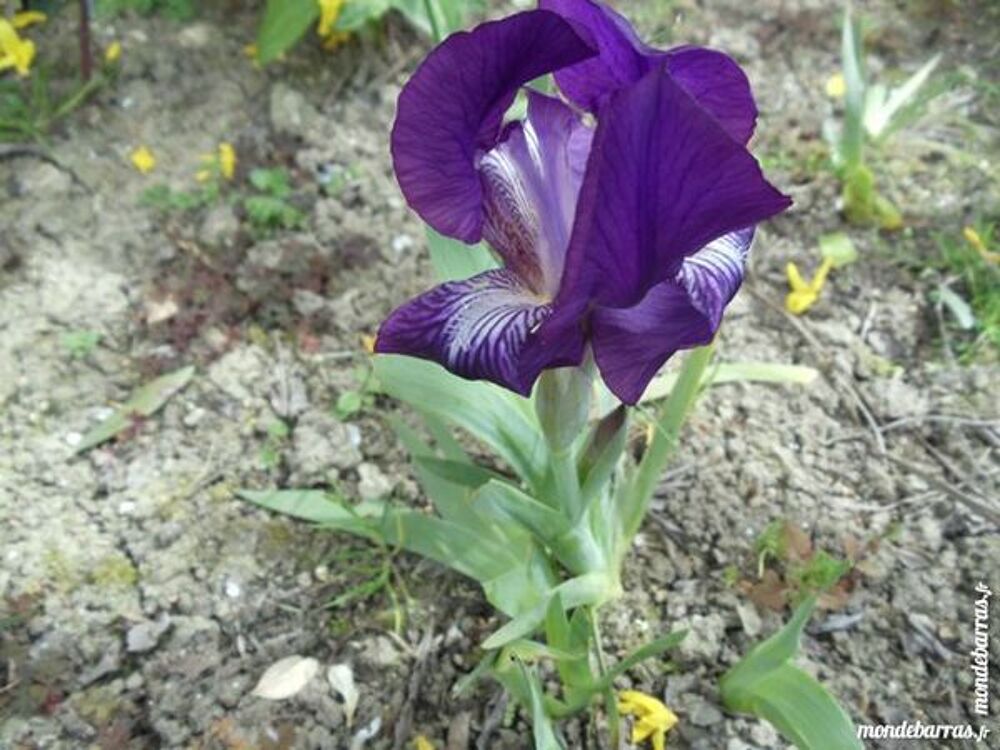 IRIS NAINS - PERVENCHES Jardin
