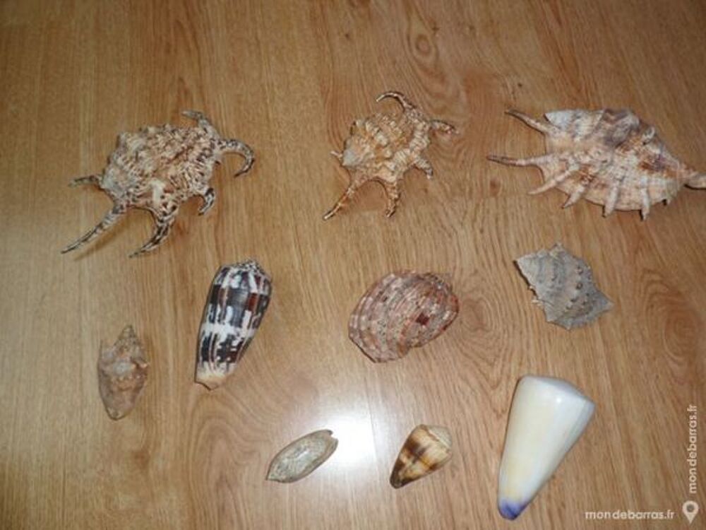 Collections de coquillages 