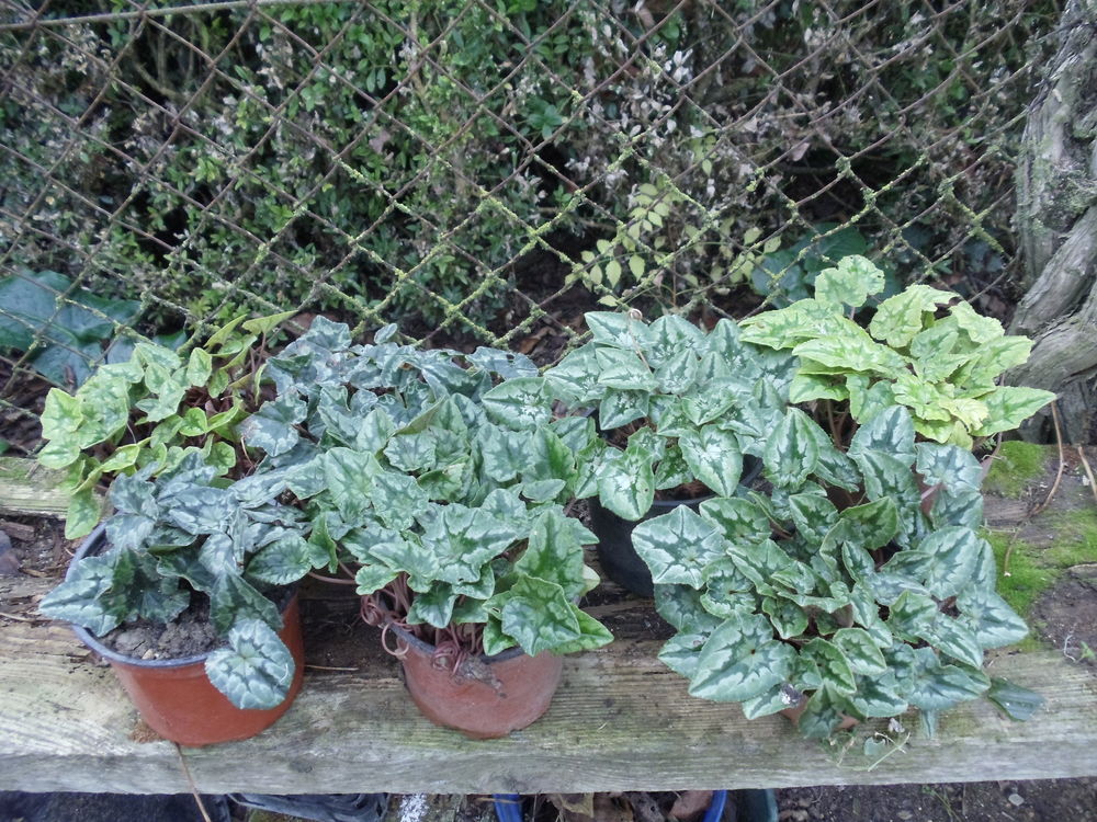 cyclamens de Naples ou des bois Jardin