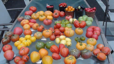 plants de tomates bio nombreuses vieilles varits  1 Saint-Denis-ls-Bourg (01)